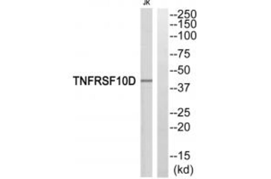 Western blot - TNFRSF10D Antibody from Signalway Antibody (35312) - Antibodies.com