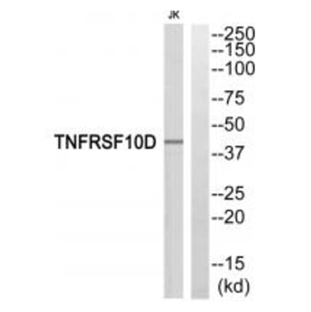 Western blot - TNFRSF10D Antibody from Signalway Antibody (35312) - Antibodies.com
