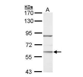 ROR alpha Antibody from Signalway Antibody (35333) - Antibodies.com