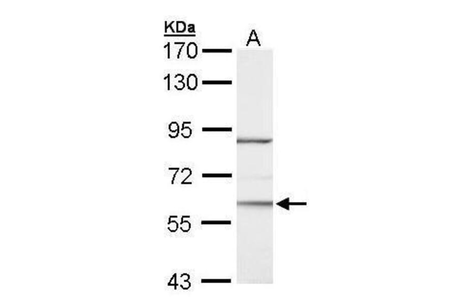 ROR alpha Antibody from Signalway Antibody (35333) - Antibodies.com