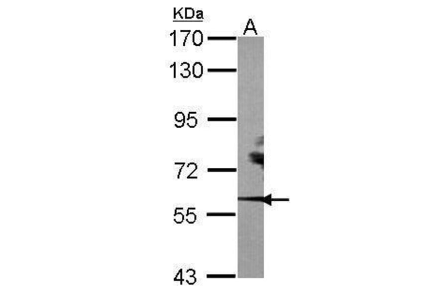 ROR alpha Antibody from Signalway Antibody (35333) - Antibodies.com