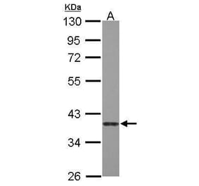 Caspase 7 Antibody from Signalway Antibody (35387) - Antibodies.com