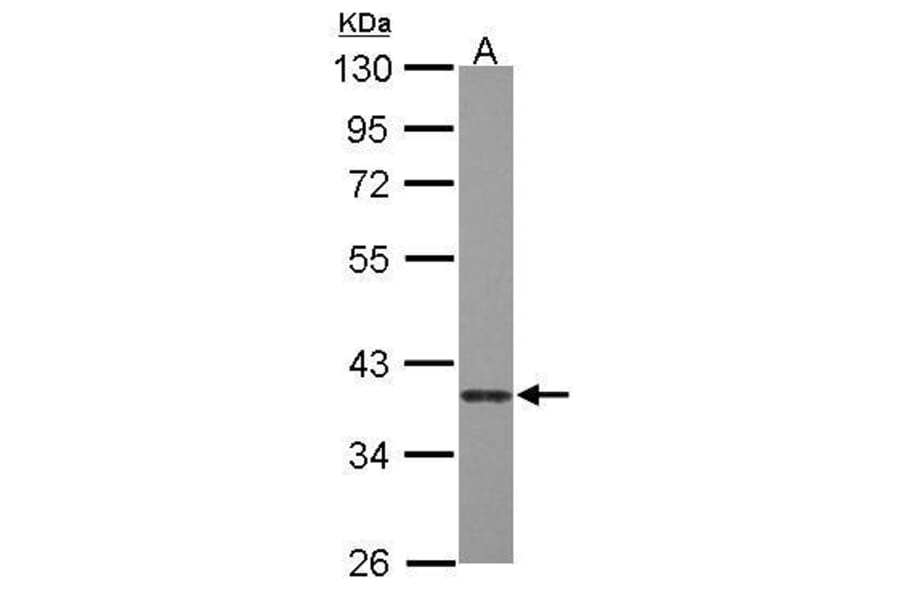 Caspase 7 Antibody from Signalway Antibody (35387) - Antibodies.com