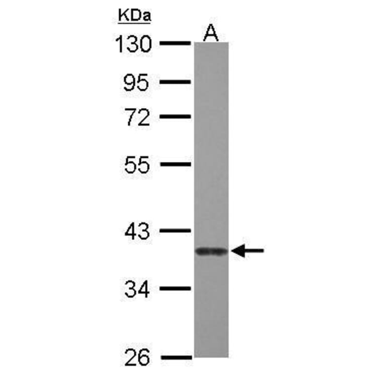 Caspase 7 Antibody from Signalway Antibody (35387) - Antibodies.com