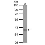 Caspase 7 Antibody from Signalway Antibody (35387) - Antibodies.com