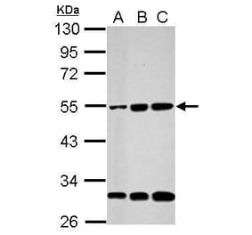 Cyclin A2 Antibody from Signalway Antibody (35474) - Antibodies.com