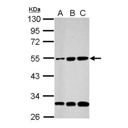 Cyclin A2 Antibody from Signalway Antibody (35474) - Antibodies.com