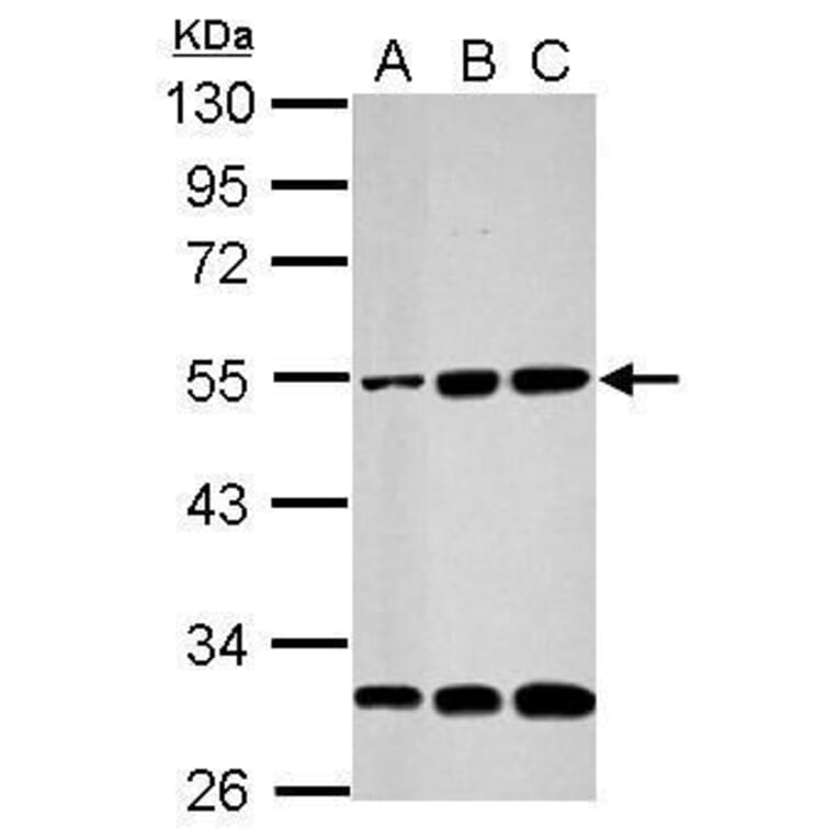 Cyclin A2 Antibody from Signalway Antibody (35474) - Antibodies.com