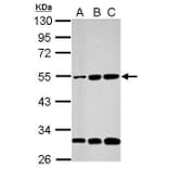 Cyclin A2 Antibody from Signalway Antibody (35474) - Antibodies.com