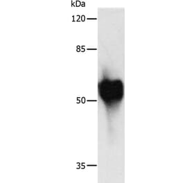 c-Myc Tag Antibody from Signalway Antibody (35536) - Antibodies.com