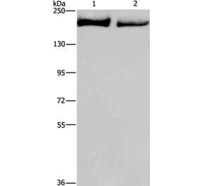 KIDINS220 Antibody from Signalway Antibody (37682) - Antibodies.com