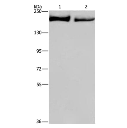 KIDINS220 Antibody from Signalway Antibody (37682) - Antibodies.com