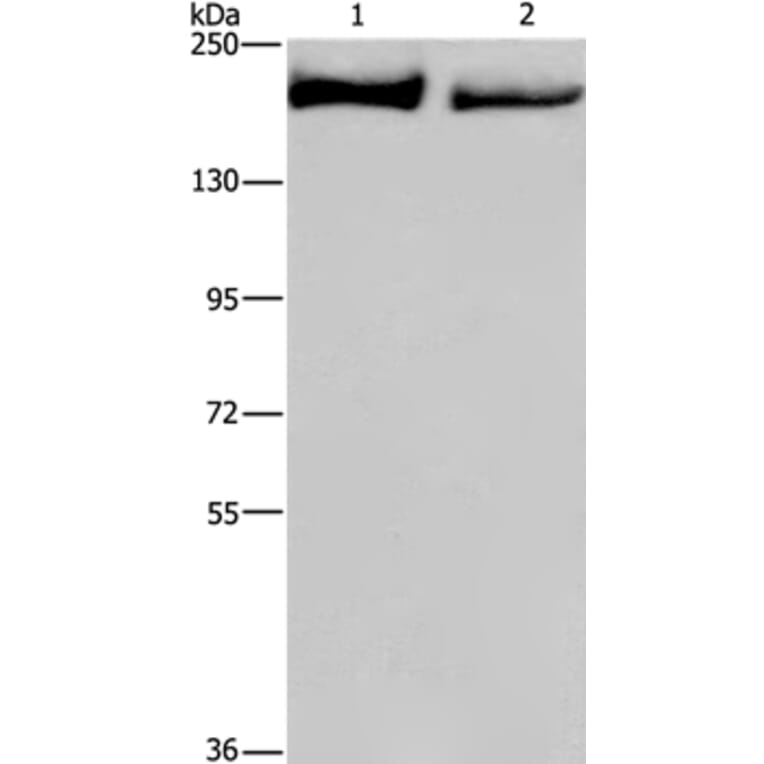 KIDINS220 Antibody from Signalway Antibody (37682) - Antibodies.com
