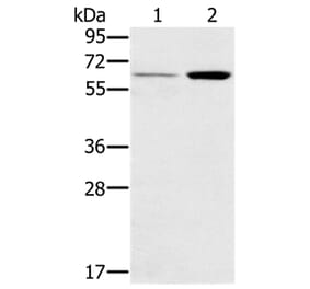 TNFRSF11A Antibody from Signalway Antibody (37860) - Antibodies.com