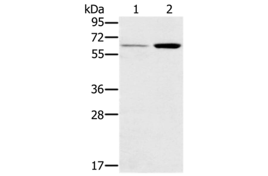 TNFRSF11A Antibody from Signalway Antibody (37860) - Antibodies.com