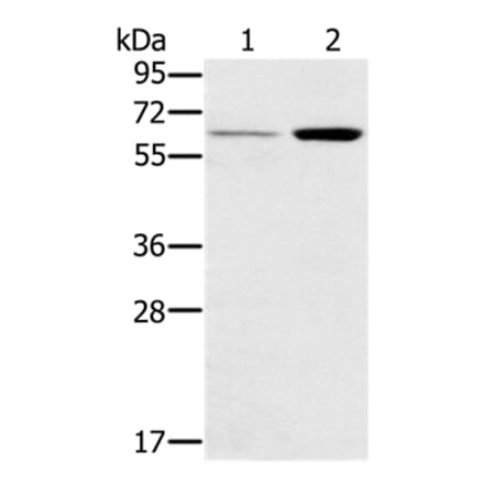 TNFRSF11A Antibody from Signalway Antibody (37860) - Antibodies.com