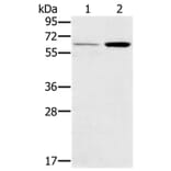 TNFRSF11A Antibody from Signalway Antibody (37860) - Antibodies.com
