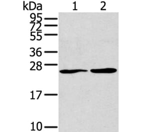 ORAI1 (L1) Antibody from Signalway Antibody (40190) - Antibodies.com