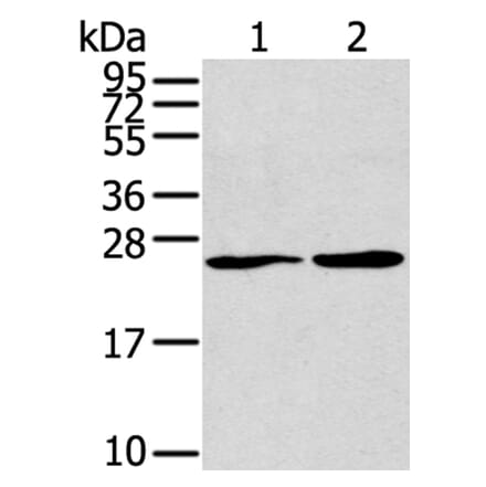 ORAI1 (L1) Antibody from Signalway Antibody (40190) - Antibodies.com