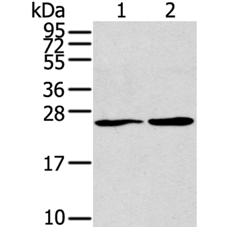 ORAI1 (L1) Antibody from Signalway Antibody (40190) - Antibodies.com