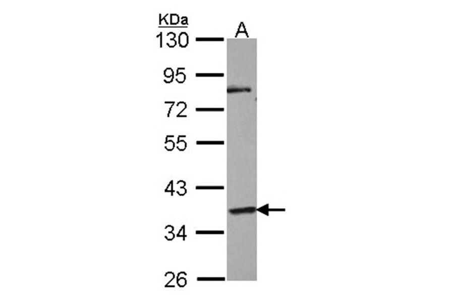G protein-coupled receptor 45 antibody from Signalway Antibody (22829) - Antibodies.com