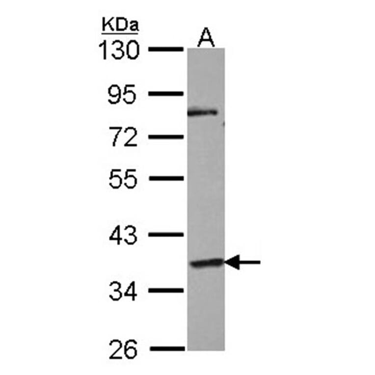 G protein-coupled receptor 45 antibody from Signalway Antibody (22829) - Antibodies.com