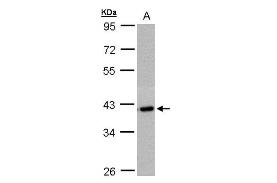 hypothetical protein LOC27013 antibody from Signalway Antibody (23123) - Antibodies.com