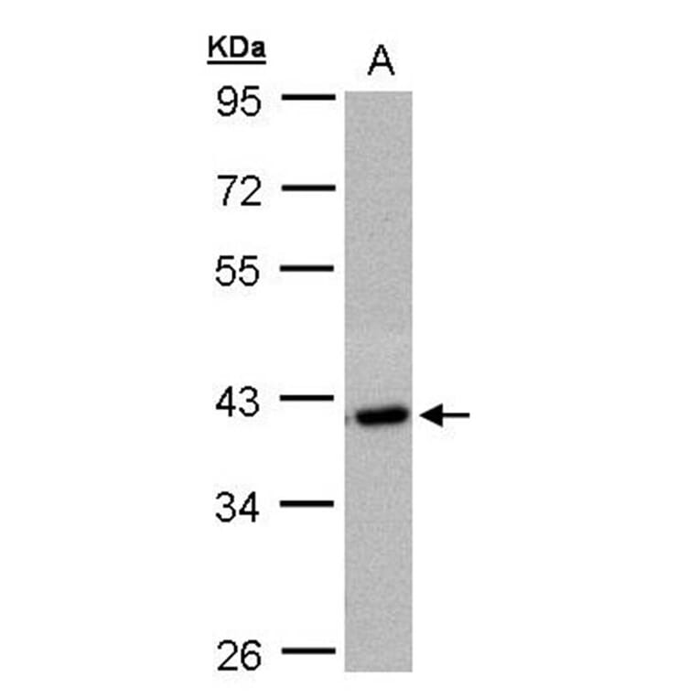 hypothetical protein LOC27013 antibody from Signalway Antibody (23123) - Antibodies.com