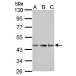 alpha Actin (skeletal muscle) Antibody from Signalway Antibody (35512) - Antibodies.com