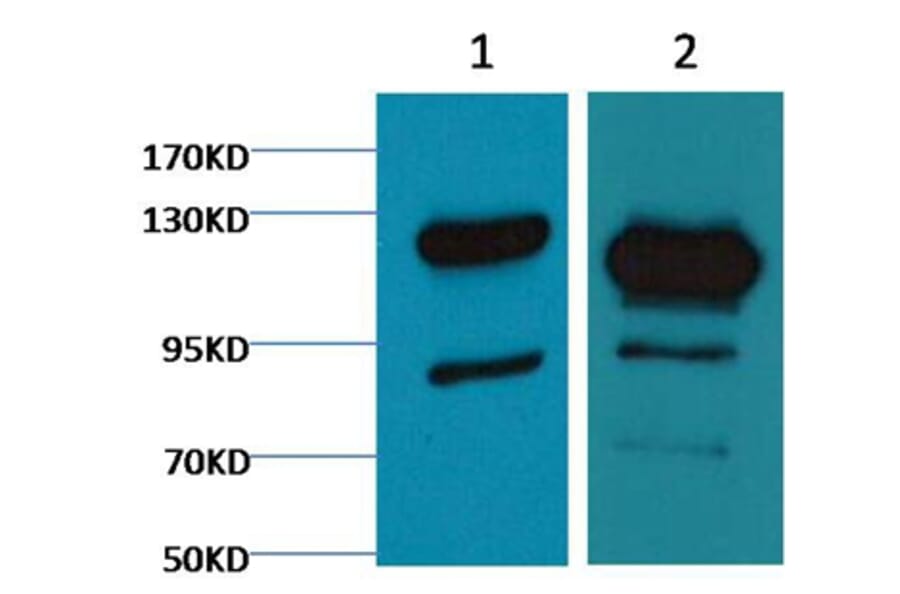 Western blot - Cleaved PARP Mouse Monoclonal Antibody from Signalway Antibody (38068) - Antibodies.com