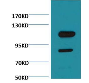 Western blot - Cleaved PARP Mouse Monoclonal Antibody from Signalway Antibody (38076) - Antibodies.com
