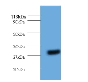 14-3-3 protein eta Polyclonal Antibody from Signalway Antibody (42325) - Antibodies.com