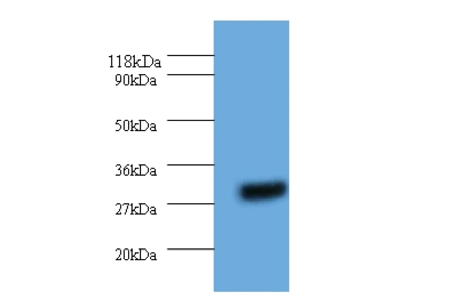 14-3-3 protein eta Polyclonal Antibody from Signalway Antibody (42325) - Antibodies.com