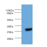 14-3-3 protein eta Polyclonal Antibody from Signalway Antibody (42325) - Antibodies.com