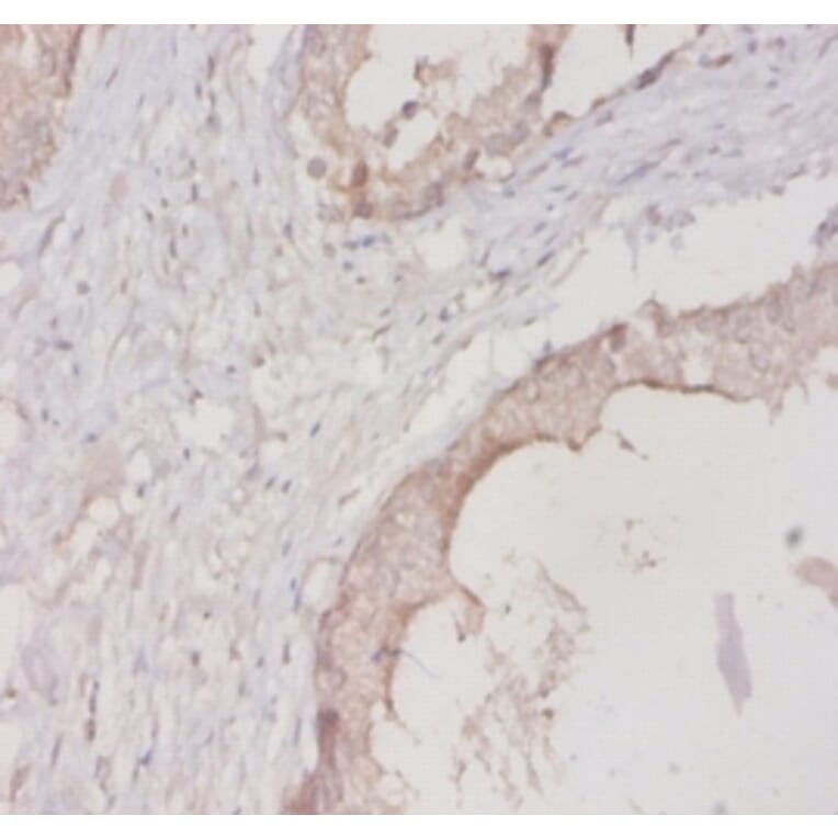 Immunohistochemistry - 14-3-3 protein eta Polyclonal Antibody from Signalway Antibody (42325) - Antibodies.com