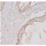 Immunohistochemistry - 14-3-3 protein eta Polyclonal Antibody from Signalway Antibody (42325) - Antibodies.com