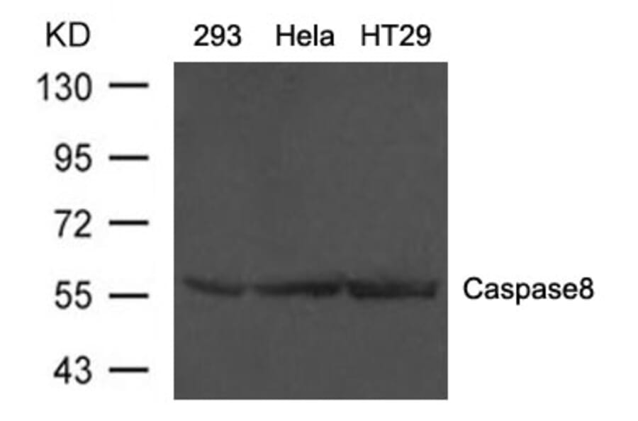 Western blot - Caspase8 Antibody from Signalway Antibody (21421) - Antibodies.com