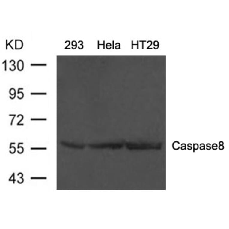Western blot - Caspase8 Antibody from Signalway Antibody (21421) - Antibodies.com