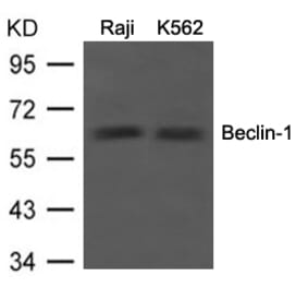 Western blot - Beclin-1 Antibody from Signalway Antibody (21582) - Antibodies.com