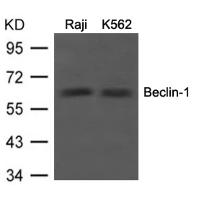 Western blot - Beclin-1 Antibody from Signalway Antibody (21582) - Antibodies.com