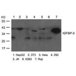 Western blot - IGFBP-3 Antibody from Signalway Antibody (21671) - Antibodies.com