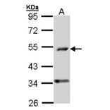 C6orf210 antibody from Signalway Antibody (22198) - Antibodies.com