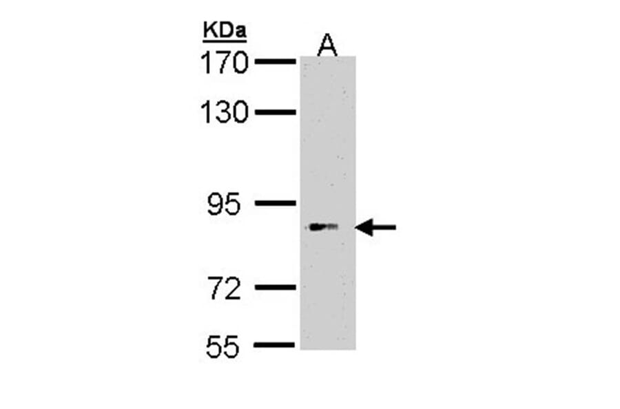 FLJ35630 antibody from Signalway Antibody (22256) - Antibodies.com