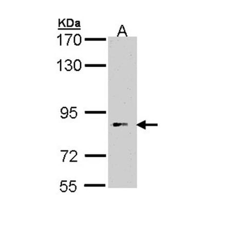 FLJ35630 antibody from Signalway Antibody (22256) - Antibodies.com