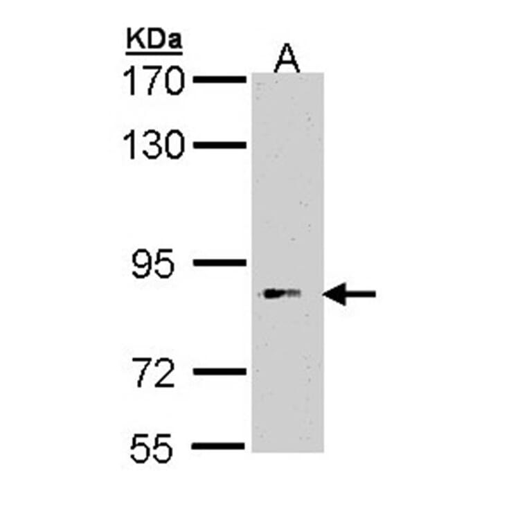 FLJ35630 antibody from Signalway Antibody (22256) - Antibodies.com