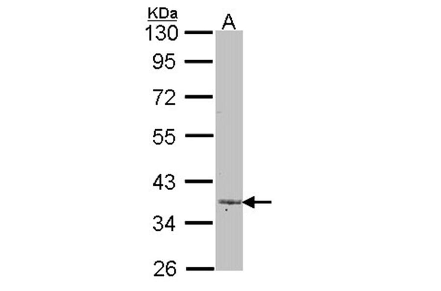 Lefty -A antibody from Signalway Antibody (22375) - Antibodies.com