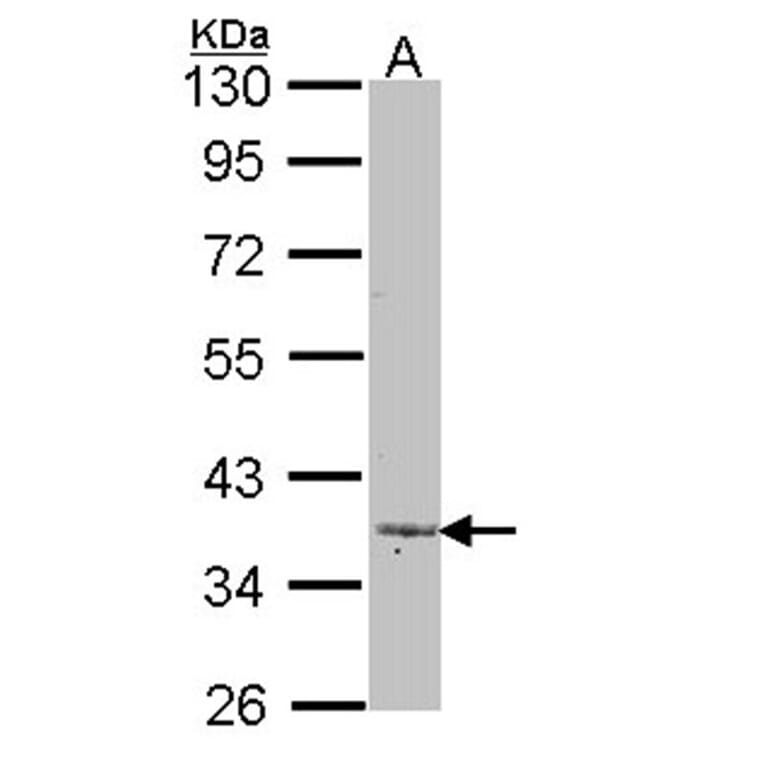 Lefty -A antibody from Signalway Antibody (22375) - Antibodies.com