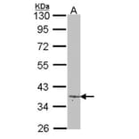 Lefty -A antibody from Signalway Antibody (22375) - Antibodies.com