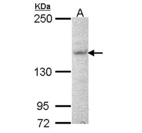 Jouberin antibody from Signalway Antibody (22630) - Antibodies.com