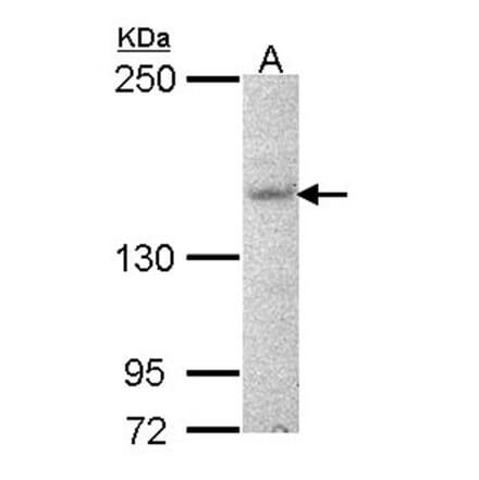 Jouberin antibody from Signalway Antibody (22630) - Antibodies.com